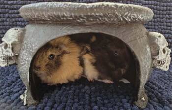 Rescue Guinea Pig Guinea Pigs for Adoption - Billy & Binx | PetCurious
